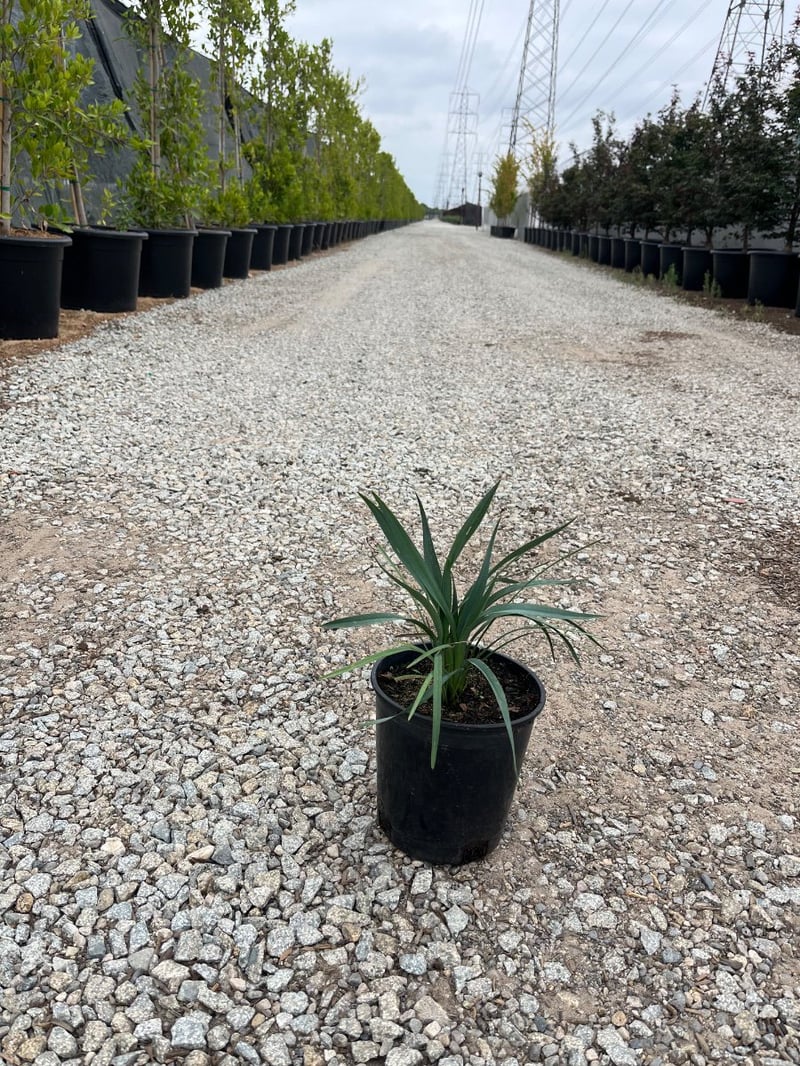 Photo for Dianella caerulea 'Cassa Blue' (Cassa Blue Flax Lily)