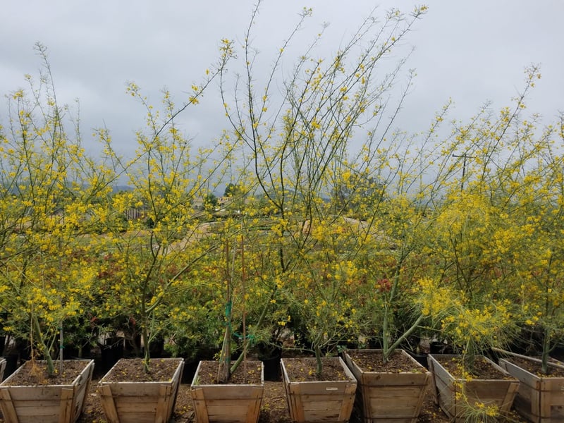 Photo for Cercidium 'Desert Museum' (Low Branch) (Desert Museum Palo Verde)