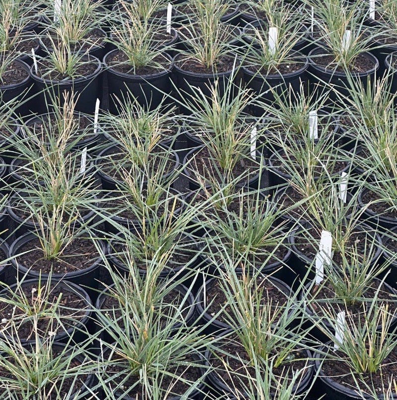Photo for Festuca mairei (Atlas Fescue)