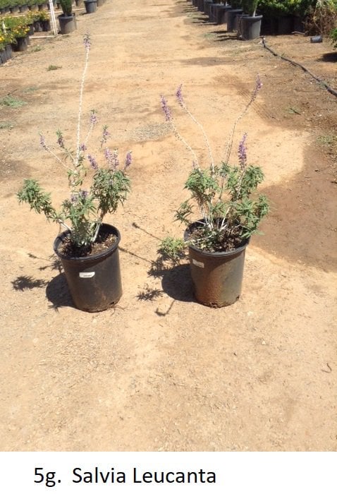 Photo for Salvia leucantha ‘Santa Barbara’ (Santa Barbara Sage)