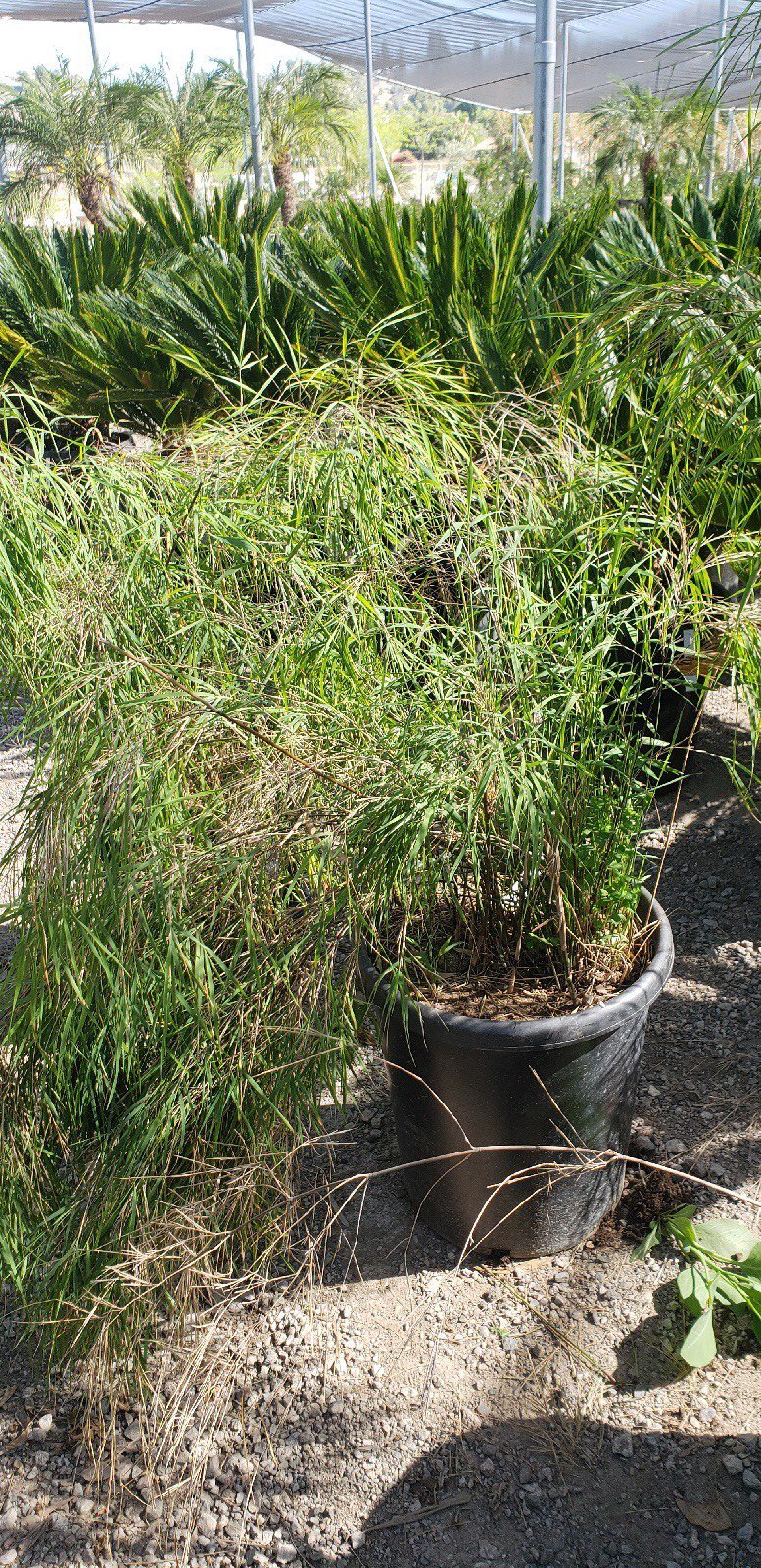 Photo for Otatea acuminata aztecorum (Mexican Weeping Bamboo)