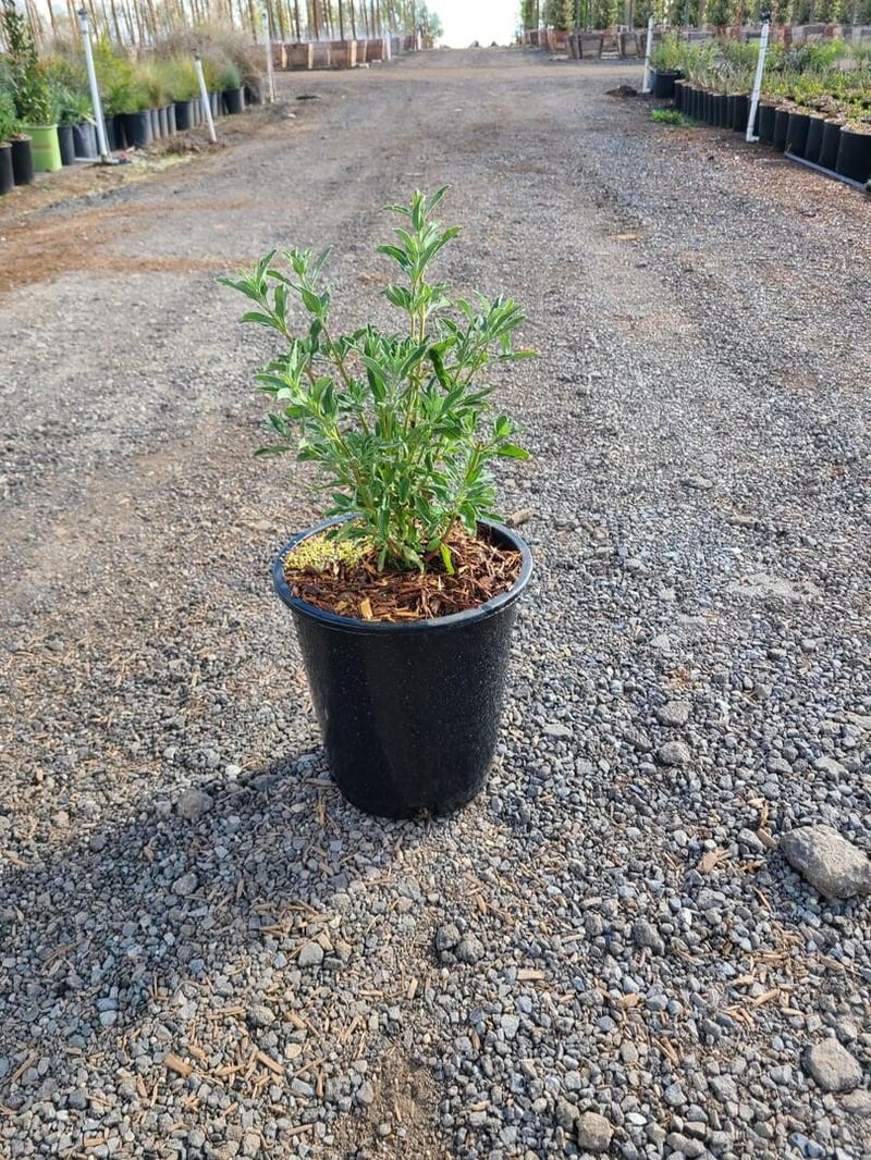 Photo for Salvia clevelandii (Cleveland Sage)