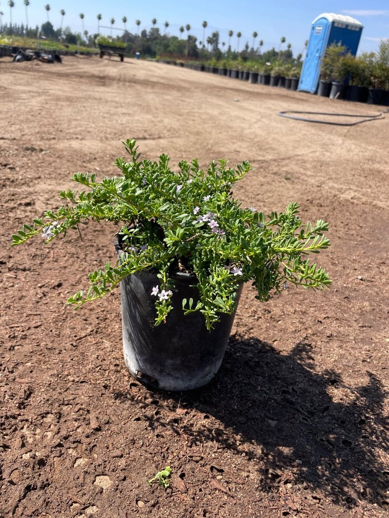 Photo for Myoporum parvifolium 'Pink' (Pink Australian Racer, Pink Groundcover Myoporum)