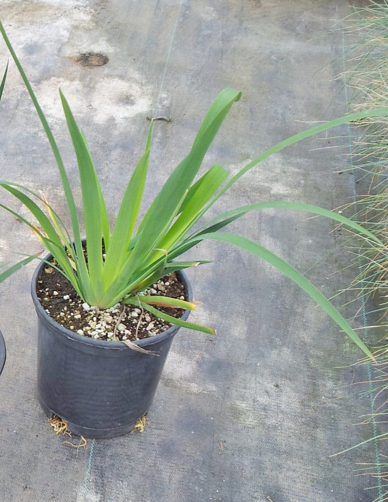 Photo for Iris douglasiana (Douglas Iris)