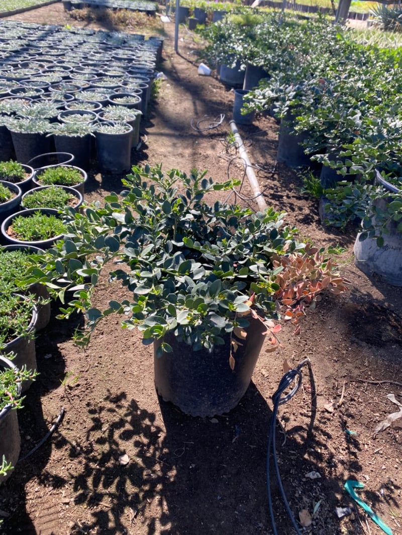 Photo for Carissa macrocarpa ‘Green Carpet’ (Green Carpet Natal Plum)