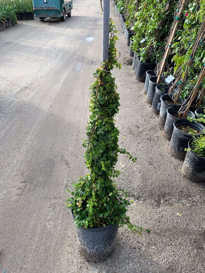 Photo for Ficus pumila (Vine) (Creeping Fig Ficus)