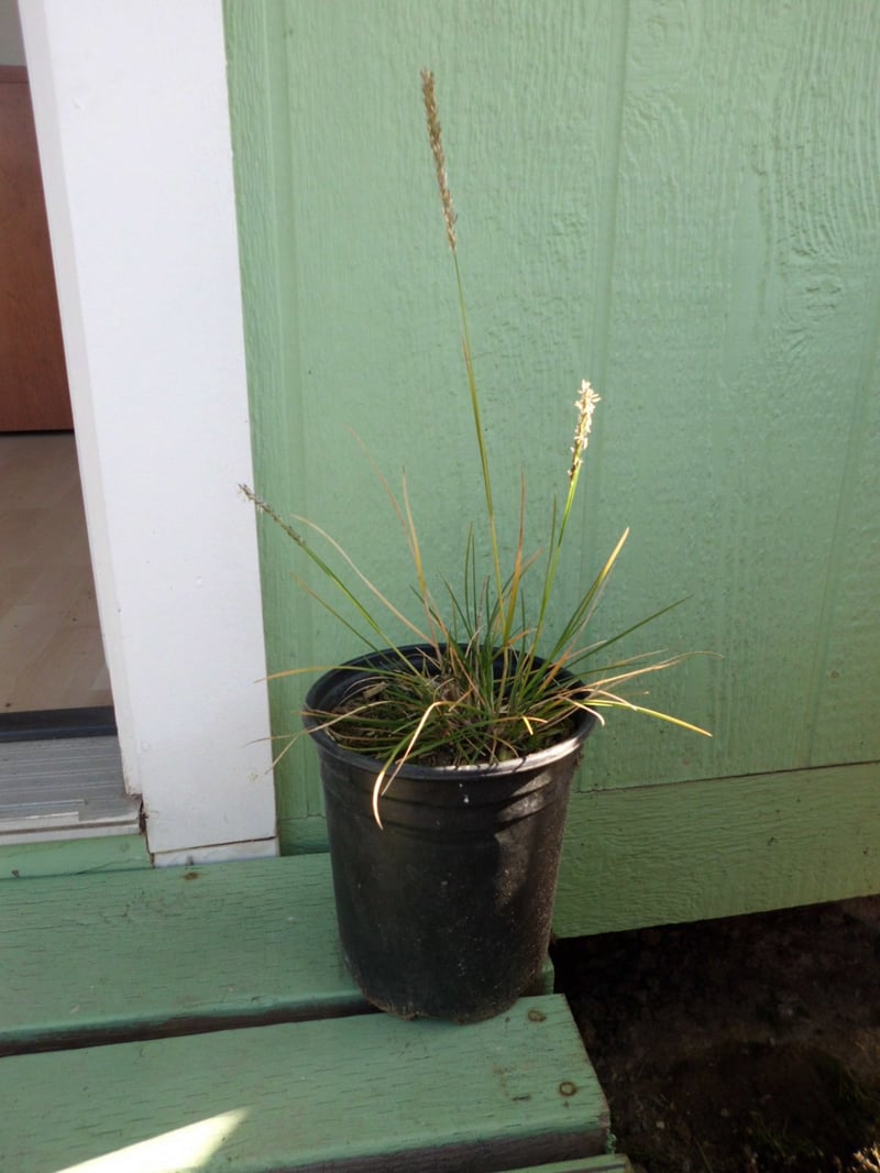 Photo for Sesleria autumnalis 'Campo Verde' (Campo Verde Autumn Moor Grass)
