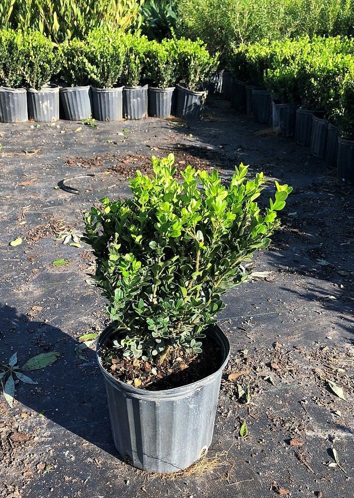 Photo for Buxus microphylla 'Wintergreen' (Wintergreen Boxwood)