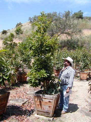 Photo for Persea americana 'Stewart' or 'Sir Prize' (Stewart or Sir Prize Avocado)