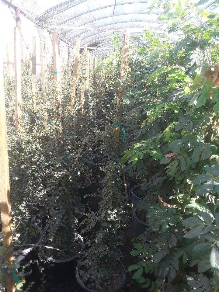 Photo for Ficus pumila (Vine) (Creeping Fig Ficus)