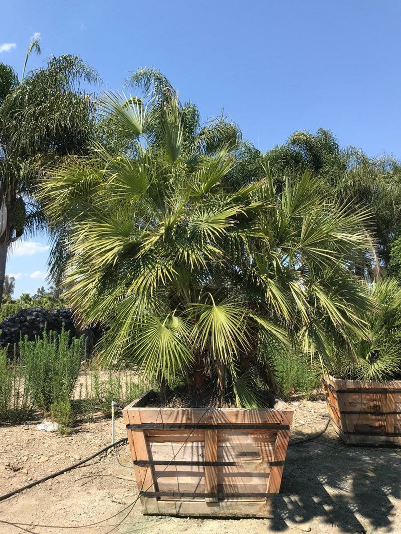 Photo for Chamaerops humilis (Multi) (Mediterranean Fan Palm)