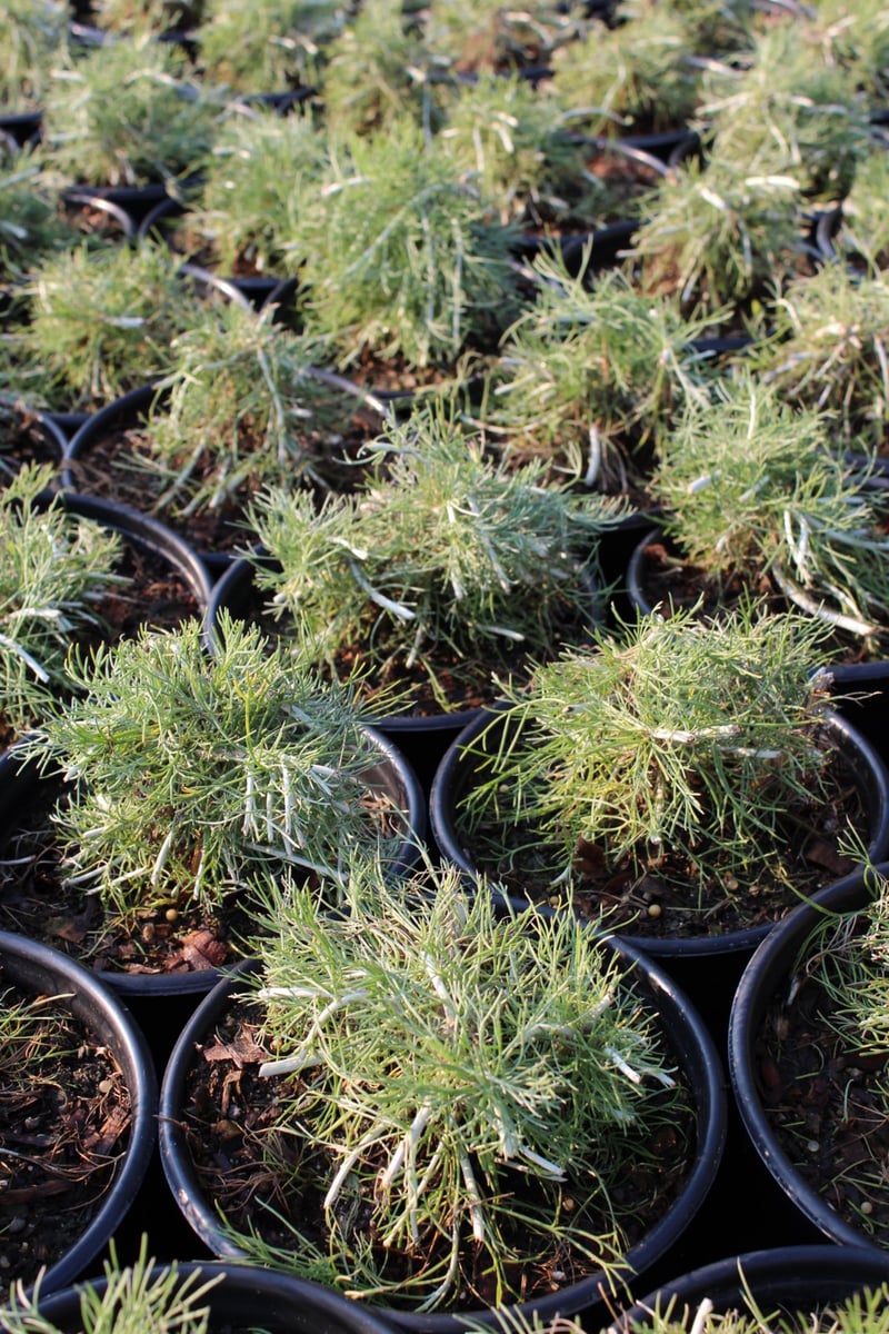 Photo for Artemisia californica 'Canyon Gray' (Canyon Gray Coastal Sagebrush)