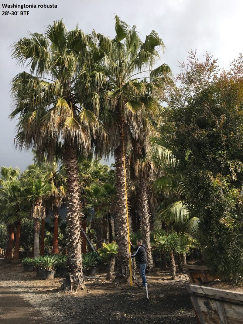 Photo for Washingtonia robusta (Mexican Fan Palm)