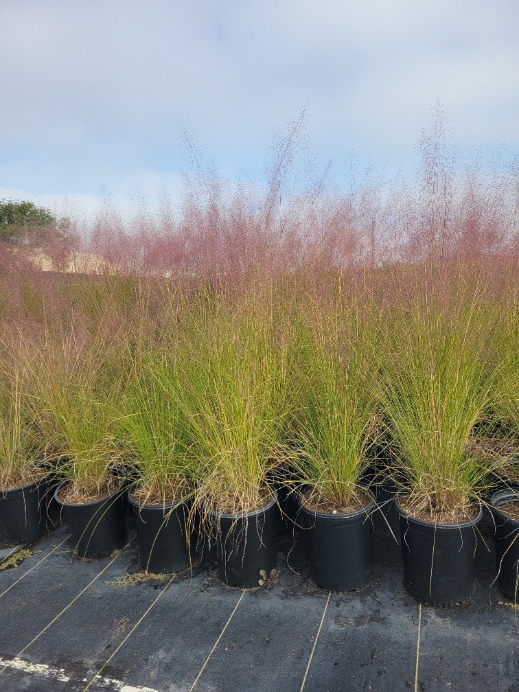 Photo for Muhlenbergia capillaris 'Regal Mist' (Gulf Muhly)