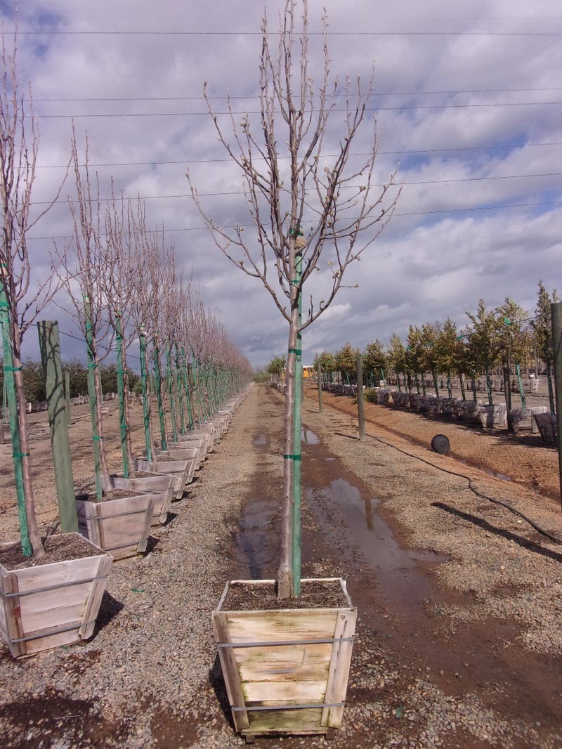 Photo for Pyrus calleryana (Callery Pear)