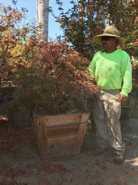 Photo for Acer palmatum 'Burgundy Lace' (Burgundy Lace Japanese Maple)