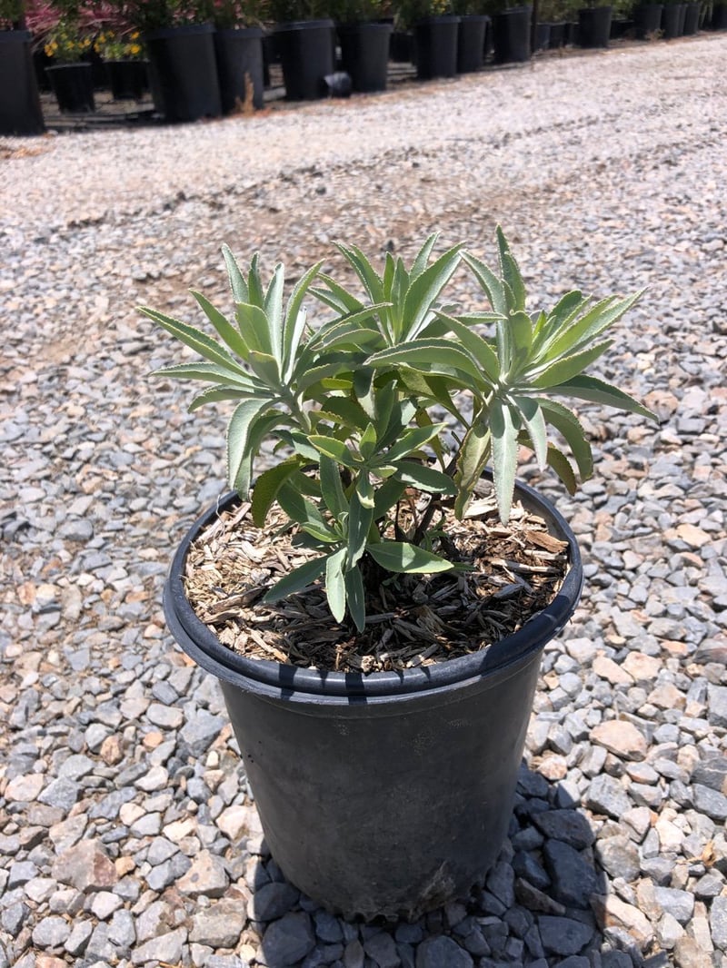Photo for Salvia apiana (California White Sage, Bee Sage)