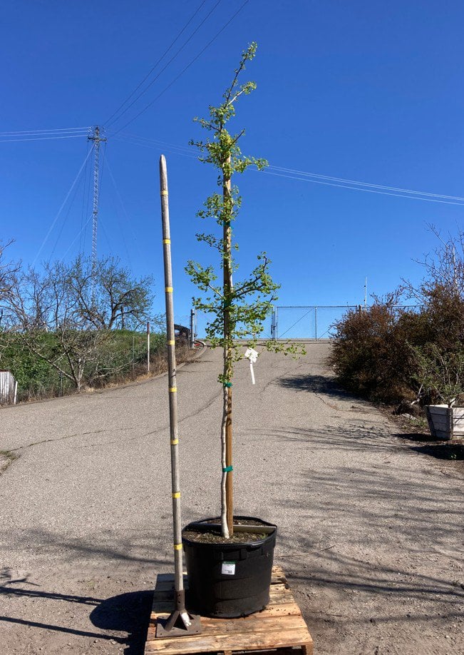 Photo for Ginkgo biloba 'Princeton Sentry' (Princeton Sentry Maidenhair Tree)