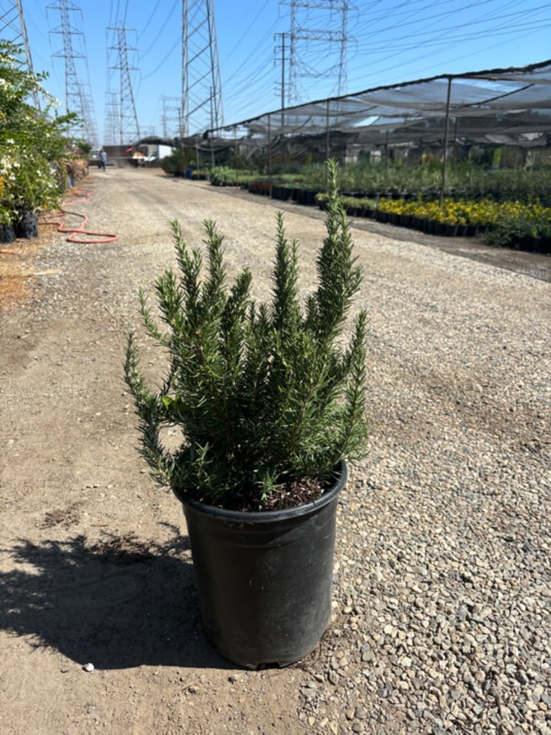 Photo for Rosemary officinalis 'Upright' (Upright Rosemary)