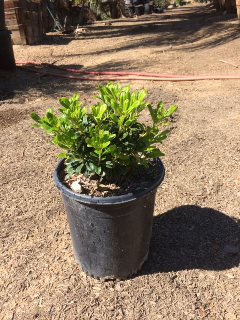 Photo for Pittosporum tobira 'Wheeler's Dwarf' (Wheeler's Dwarf Japanese Mock Orange)