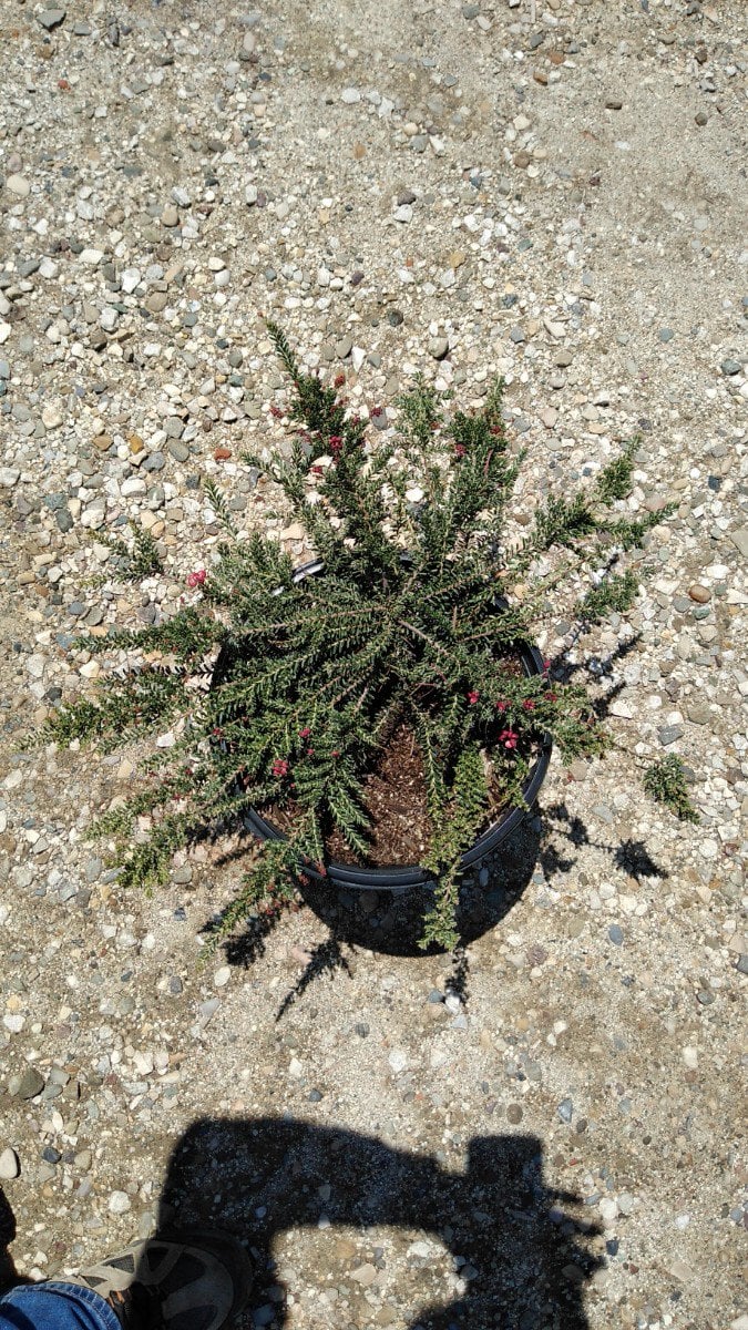 Photo for Grevillea lanigera 'Coastal Gem' (Costal Gem Grevillea)