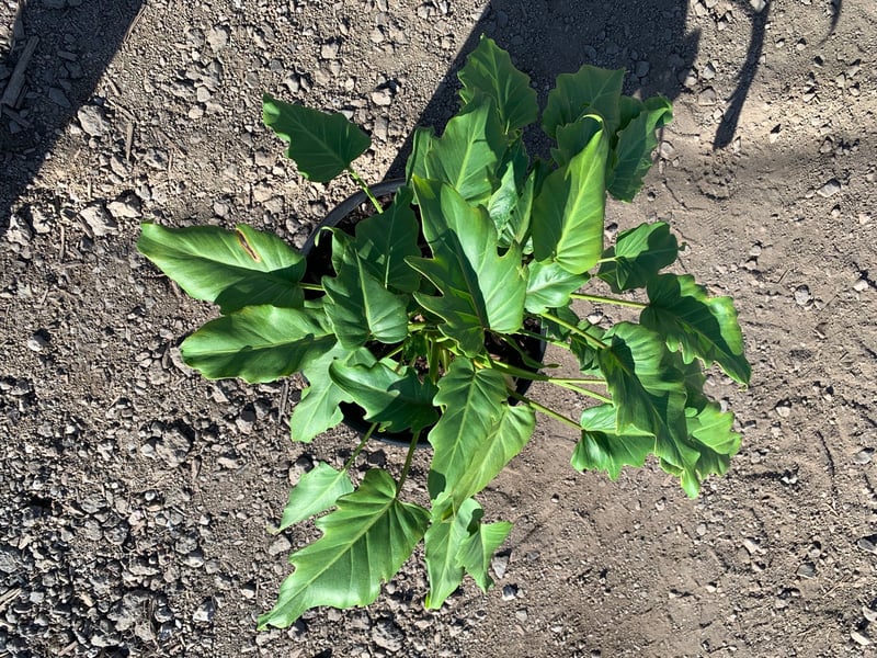 Photo for Philodendron 'Xanadu' (Xanadu Philodendron)