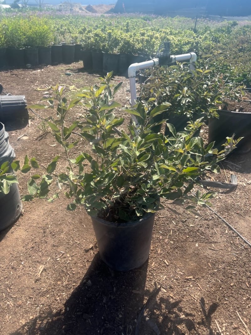 Photo for Vitex trifolia 'Purpurea' (Arabian Lilac)