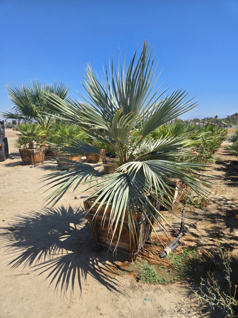 Photo for Brahea armata (Blue Hesper Palm, Mexican Blue Palm)