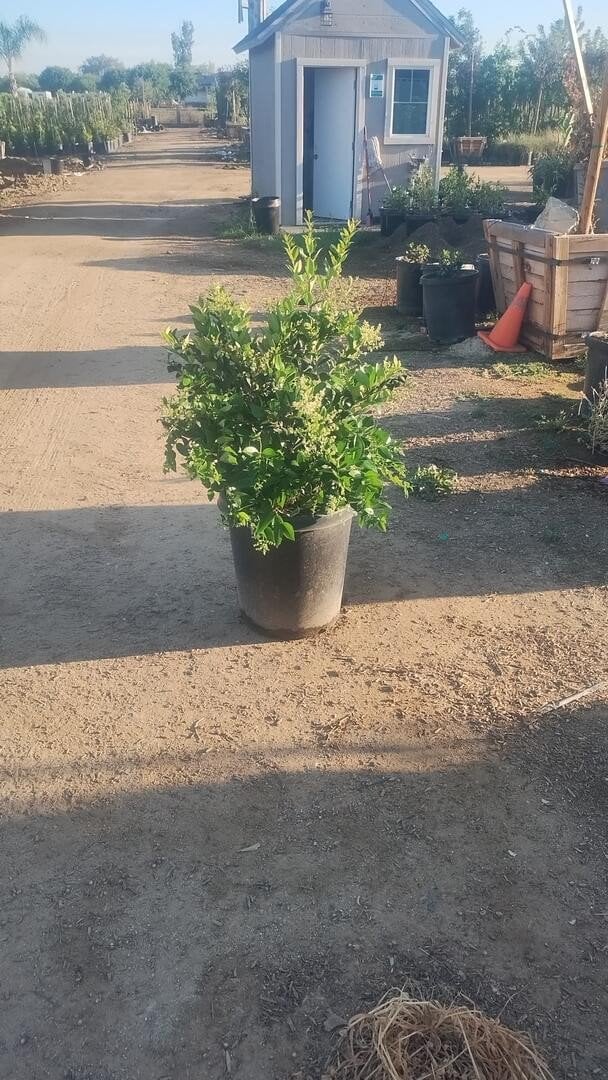 Photo for Ligustrum japonicum (Bush) (Japanese Privet)