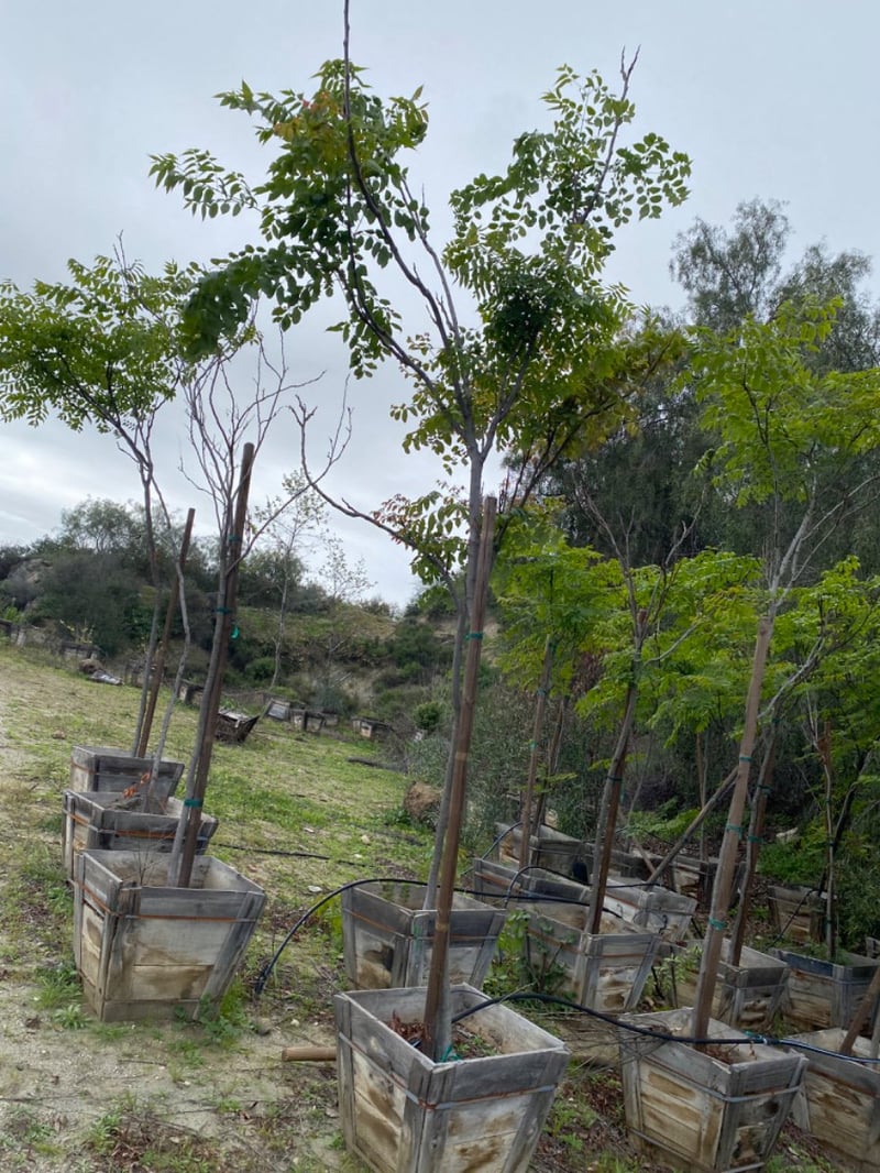 Photo for Koelreuteria bipinnata (Chinese Flame Tree)