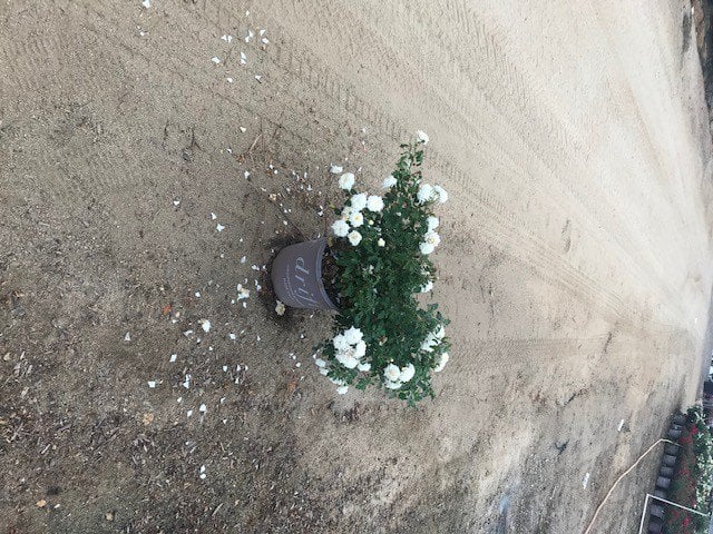 Photo for Rosa 'Flower Carpet White' (Flower Carpet White Rose)