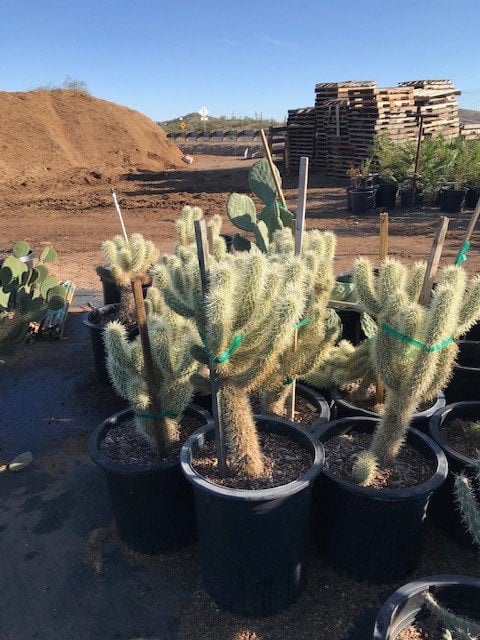 Photo for Cylindropuntia bigelovii (Teddybear cholla)