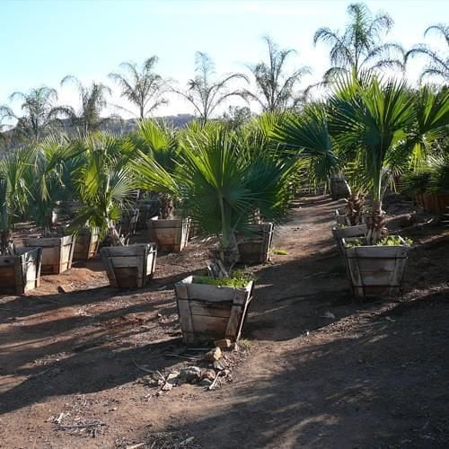 Photo for Brahea edulis (Guadalupe Palm)