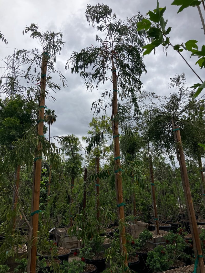 Photo for Agonis flexuosa (Peppermint Tree)