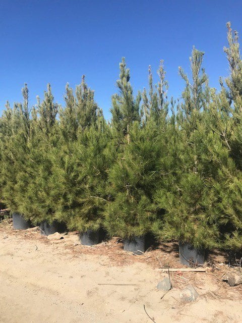 Photo for Pinus eldarica (Afghan Pine)