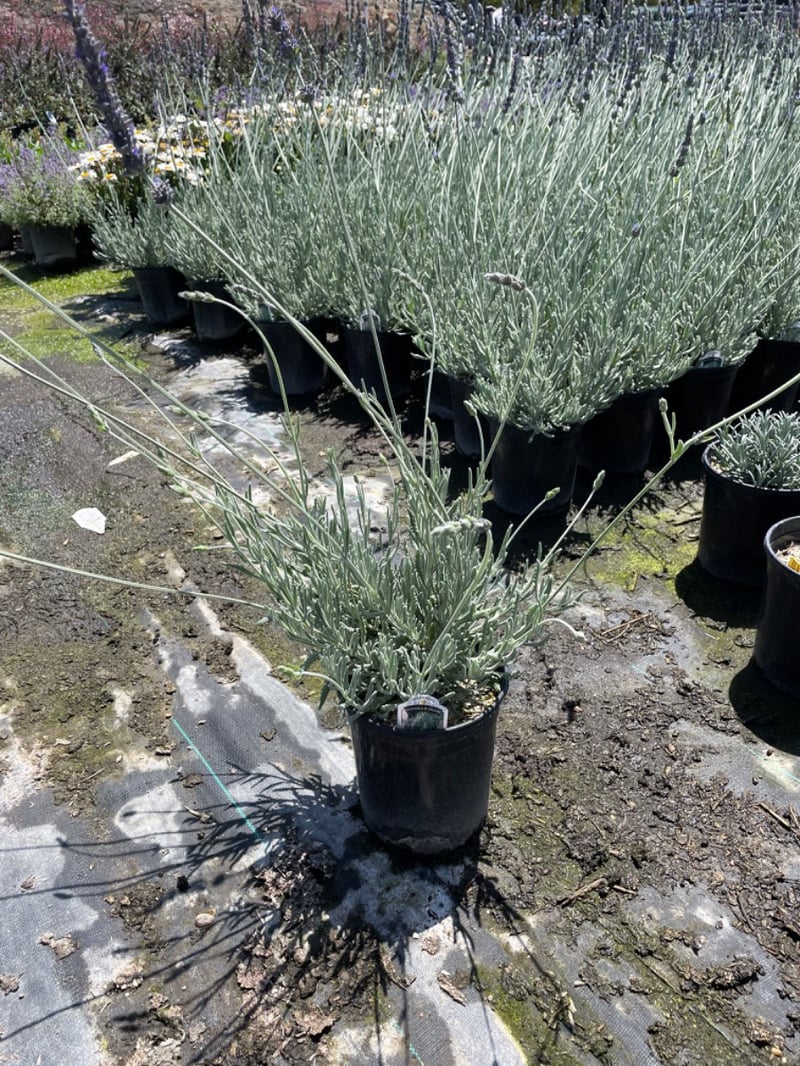 Photo for Lavandula x ginginsii 'Goodwin Creek Gray' (Goodwin Creek Gray Lavender)