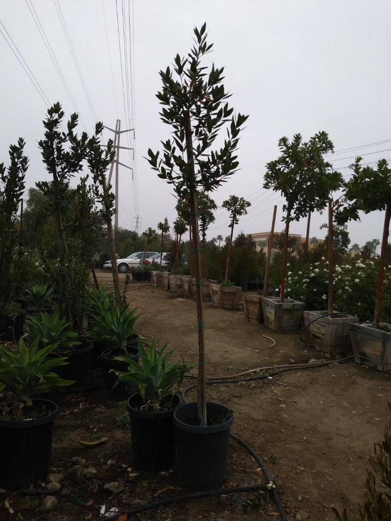 Photo for Laurus nobilis (Sweet Bay)