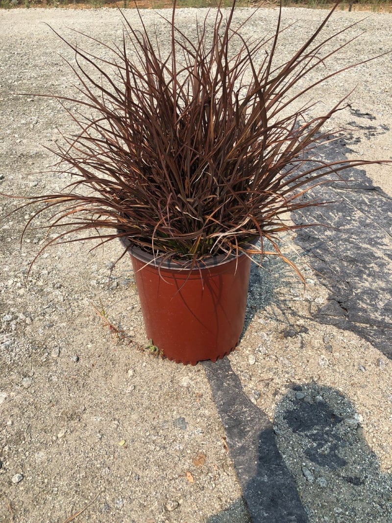 Photo for Phormium x 'Jack Spratt' (Jack Spratt New Zealand Flax)