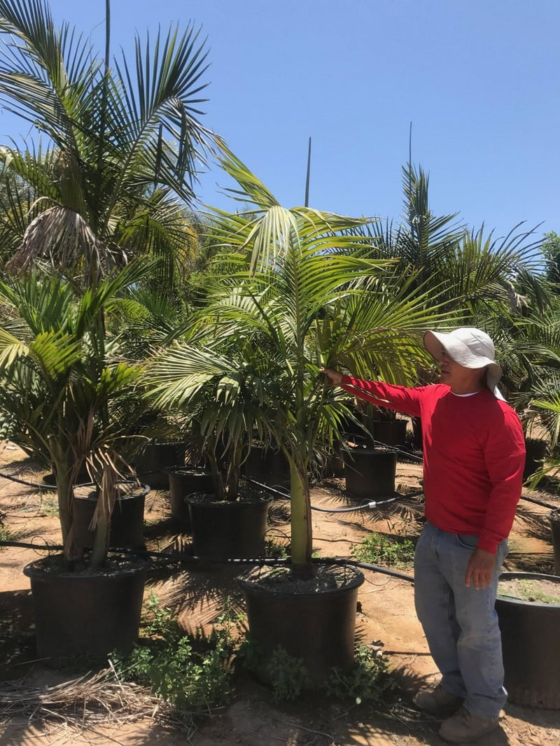 Photo for Archontophoenix cunninghamiana (King Palm)