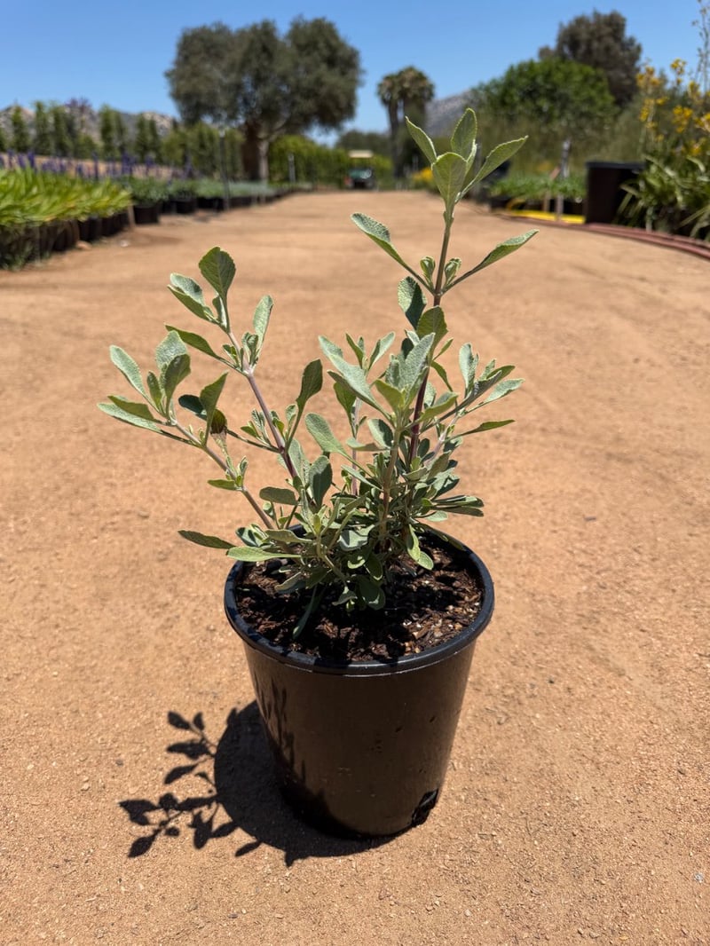 Photo for Salvia clevelandii 'Pozo Blue' (Gray Musk Sage)
