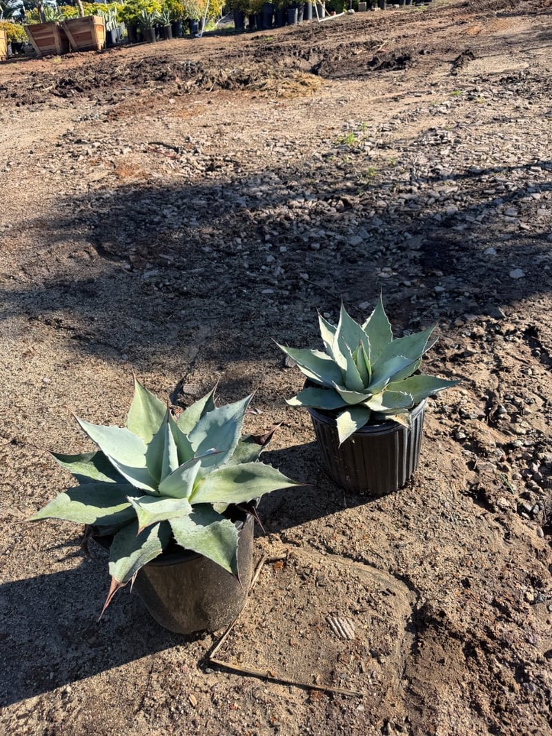 Photo for Agave ovatifolia 'Frosty Blue' (Frosty Blue Whale's Tongue Agave)