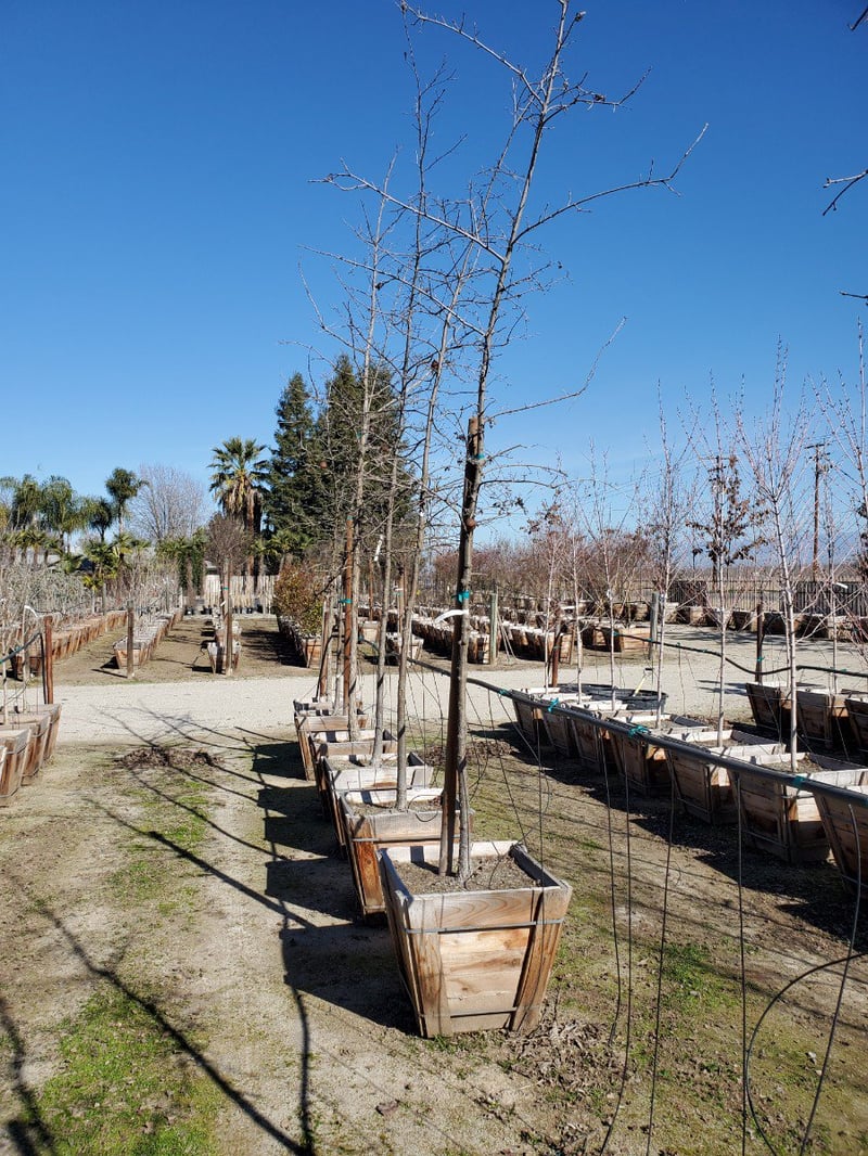 Photo for Quercus lobata (Standard) (Valley Oak)