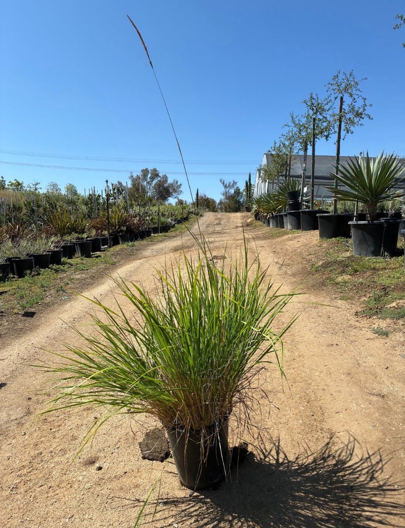 Photo for Calamagrostis × acutiflora 'Karl Foerster' (Karl Foerster Feather Reed Grass)