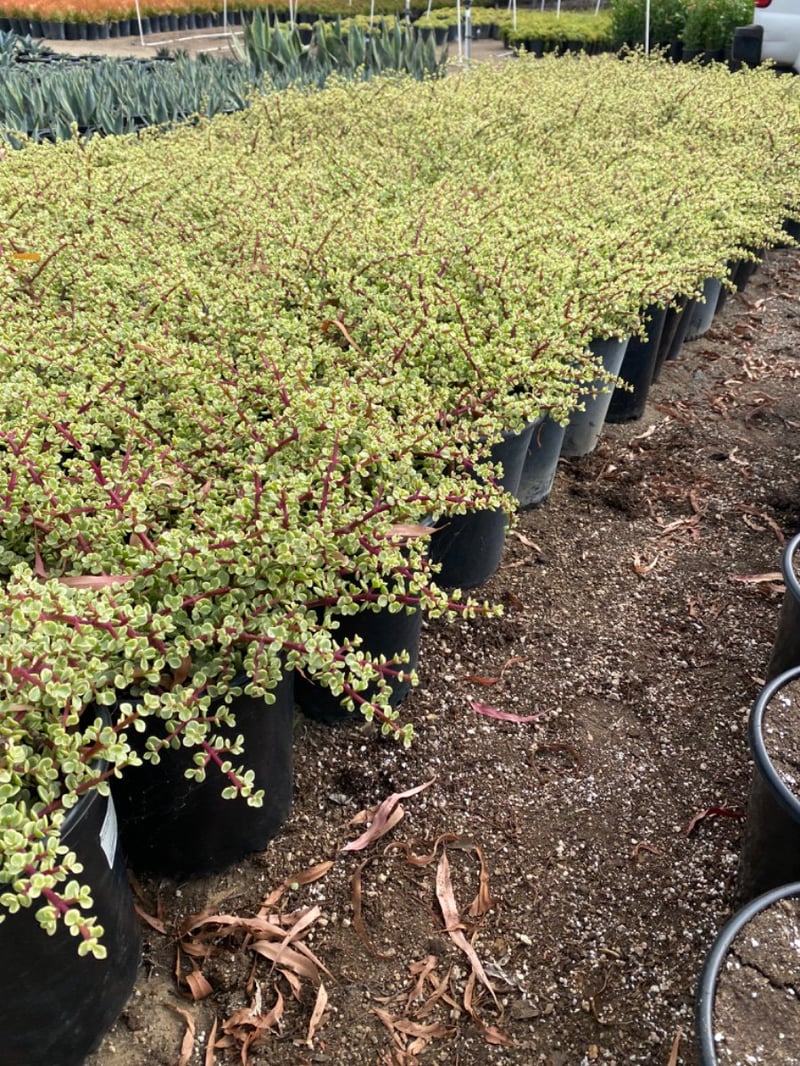 Photo for Portulacaria afra 'Variegata' (Rainbow Bush)