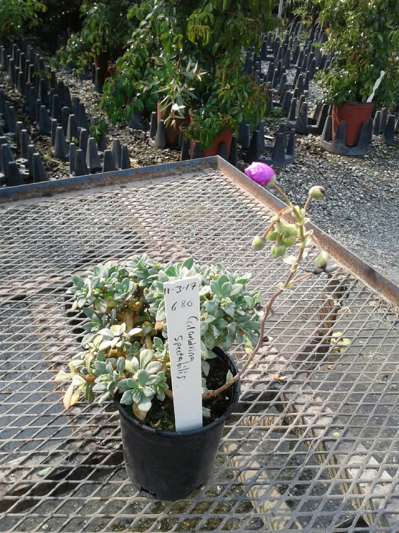 Photo for Calandrinia spectabilis (Rock Purslane)
