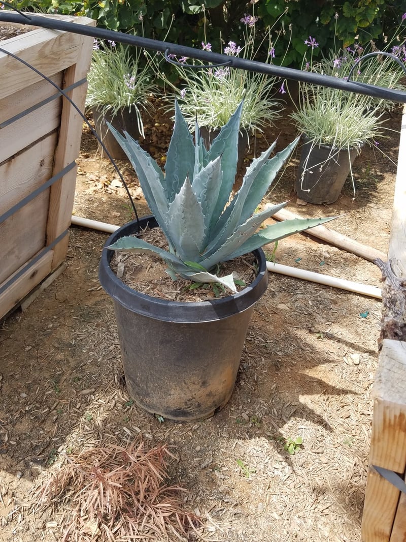 Photo for Agave americana (Century Plant)