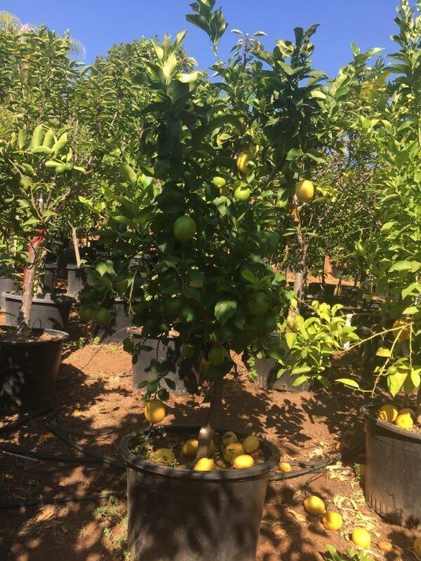 Photo for Citrus limon 'Eureka' (Eureka Lemon)