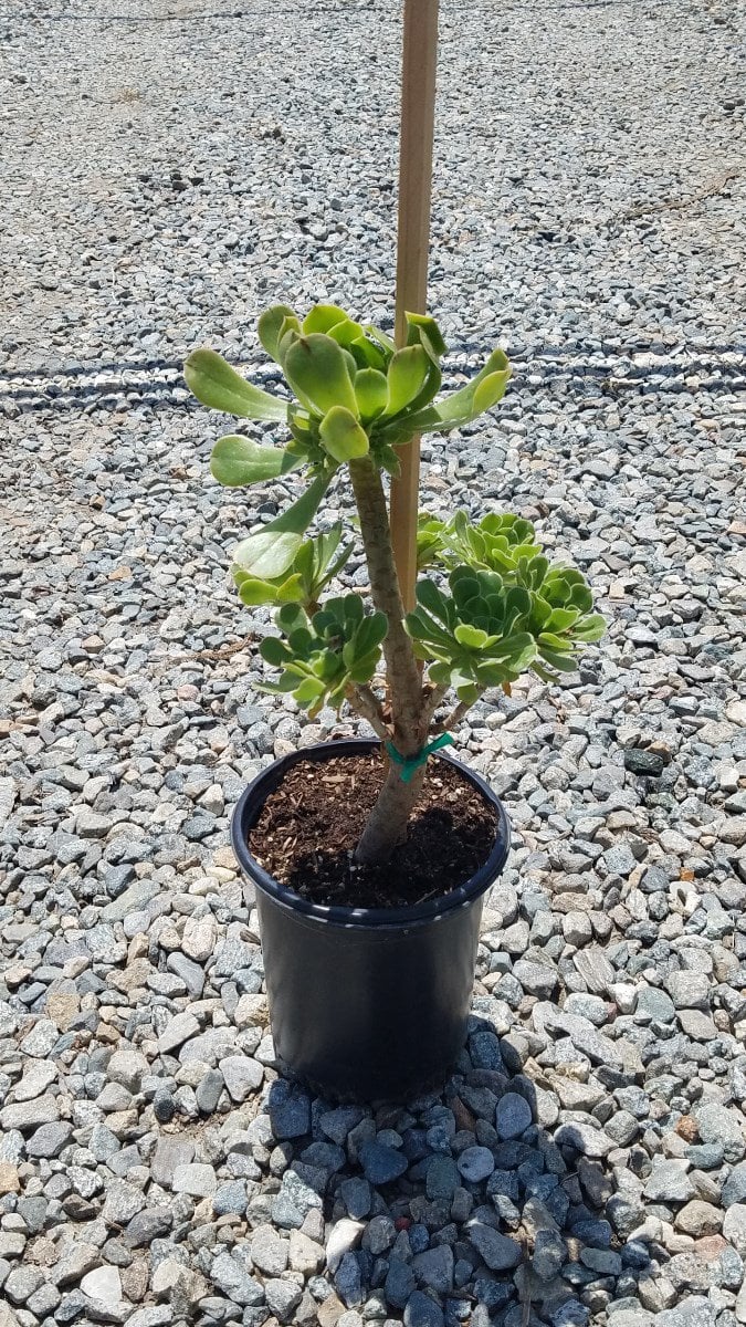 Photo for Aeonium arboreum (Green Tree Aeonium)