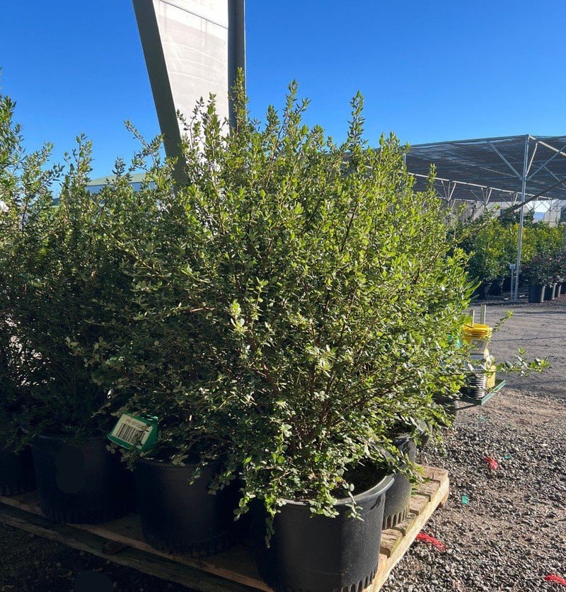Photo for Ceanothus 'Ray Hartman' (Ray Hartman Ceanothus)