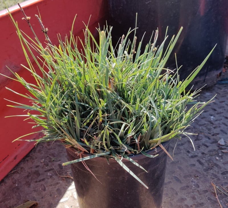 Photo for Carex flacca (c. glauca) (Blue Sedge)